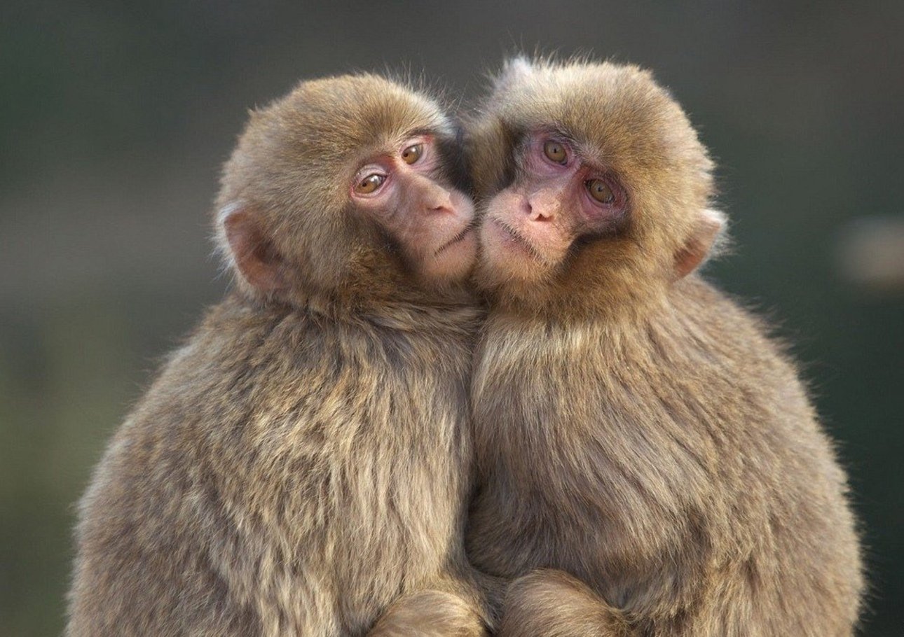 Фото обязаны. Смешные обезьяны. Обезьяны обнимаются. Обезьянки обнимаются. Обезьянки в обнимку.